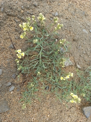 Linaria buriatica