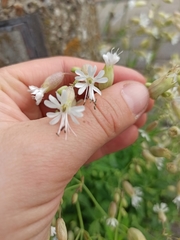 Silene vulgaris
