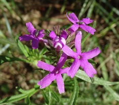 Glandularia pubera