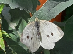 Pieris rapae
