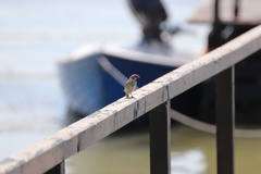 Passer hispaniolensis