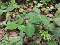 Costus malortieanus