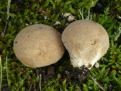 Lycoperdon molle