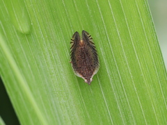 Lophops carinata