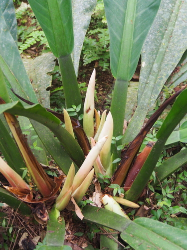 Philodendron wendlandii, photograph 2