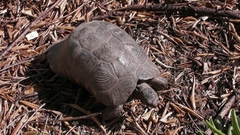 Testudo marginata