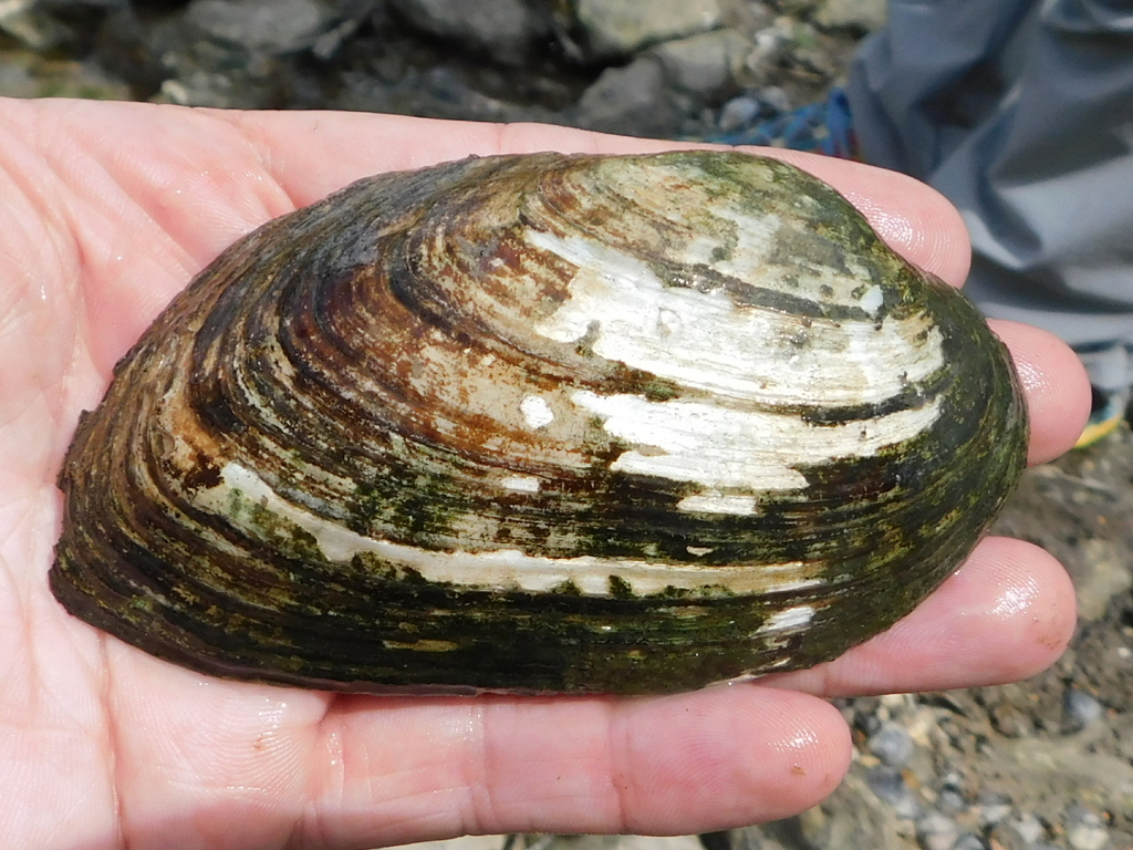 tapered pondhorn