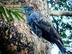 Nisaetus cirrhatus limnaeetus