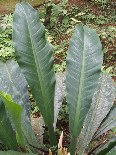 Philodendron wendlandii, photograph 3