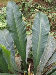 Philodendron wendlandii