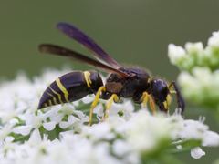 Ancistrocerus spinolae