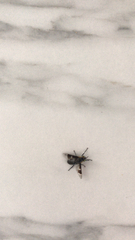 Chrysops cincticornis