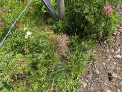 Formica pressilabris