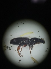Clivina