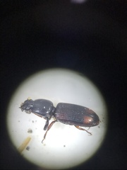 Clivina