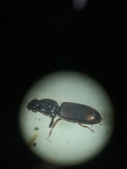 Clivina