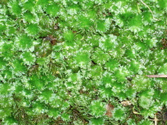 Rhodobryum