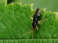 Phylus coryli