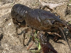Procambarus acutus