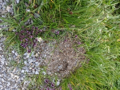 Formica pressilabris