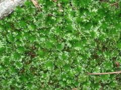 Rhodobryum