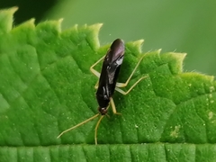 Phylus coryli