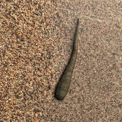 Haemopis