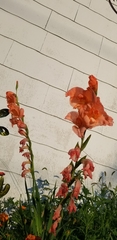 Gladiolus × hortulanus