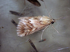 Cynaeda dentalis