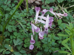 Corydalis decumbens