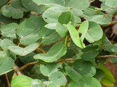 Piliostigma reticulatum