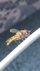 Episyrphus balteatus