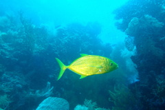 Flavocaranx bajad