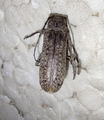 Trichoferus