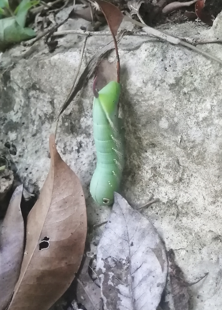 Xylophanes juanita