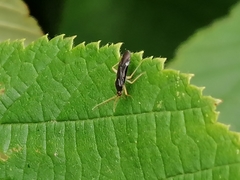Phylus coryli
