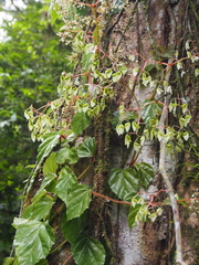 Begonia glabra