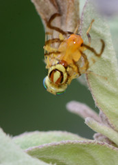 Zonosemata vittigera