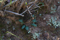 Disa biflora