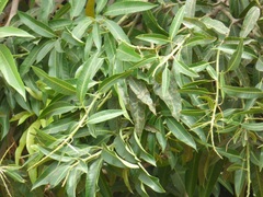 Mangifera indica