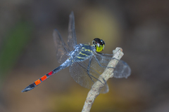 Agrionoptera sexlineata