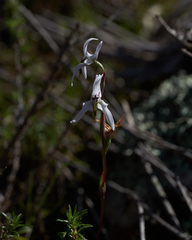Disa biflora