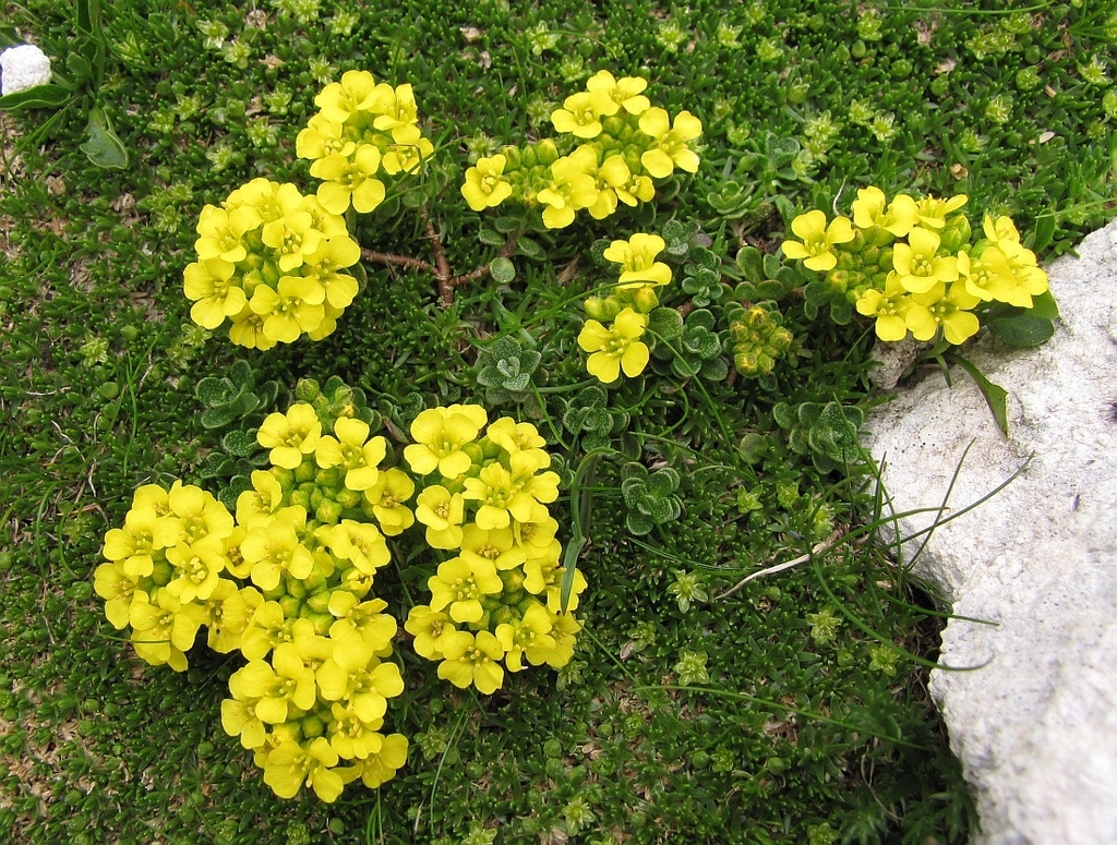 Wulfen's Alyssum