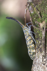 Pyrops oculatus