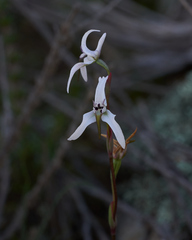 Disa biflora