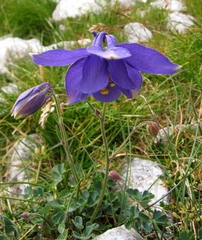 Aquilegia iulia