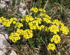 Alyssum wulfenianum ovirense