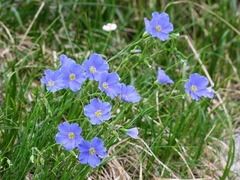 Linum julicum