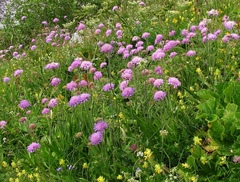 Knautia longifolia