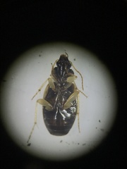 Tetragonoderus